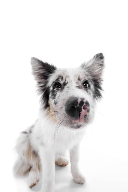 istock Curious, playful purebred Border Collie puppy looking at camera against white studio background. View from above. 2083720135