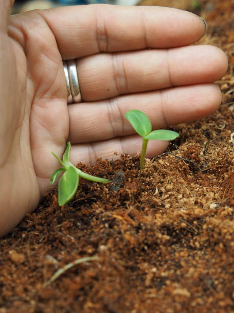istock seeding and young plant with long root growup in soil 2083720674