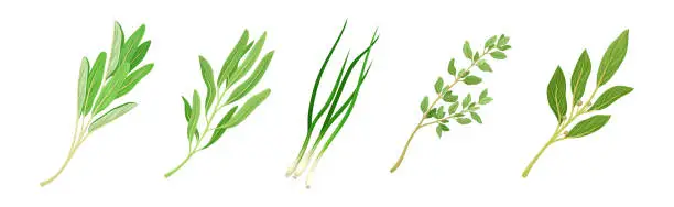 Vector illustration of Kitchen Herbs or Potherbs as Spice and Condiment Vector Set