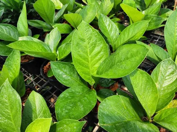 Photo of Anthurium Jenmanii is a herbaceous plant, popular as an auspicious plant.