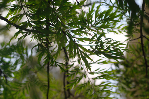 Green bamboo growing in a forest. The sun is shining through the plants.