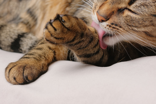 Beautiful feline cat licking himself at home. Shallow depth of field