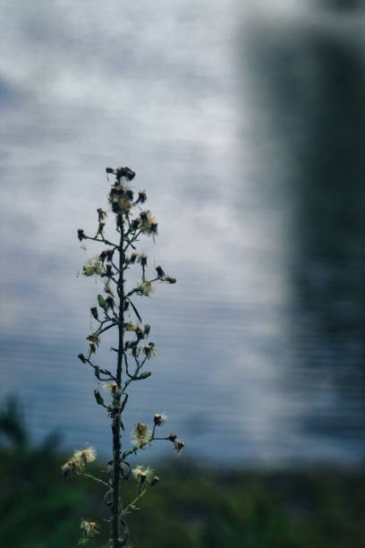 weeds on the edge of the lake