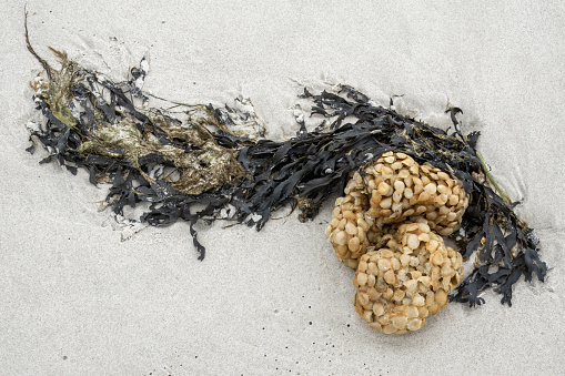 Egg capsules of common whelk, Buccinum undatum, washed up on   beach, Amrum island, North Frisia, Schleswig-Holstein, Germany