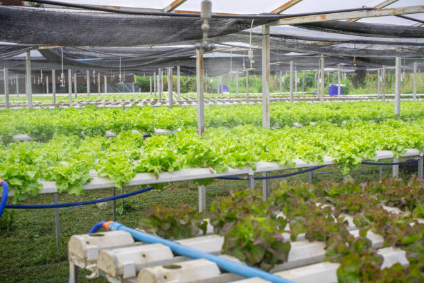 istock Organic vegetable plot There is a large area with a circulating water system that looks moist. 2083769722