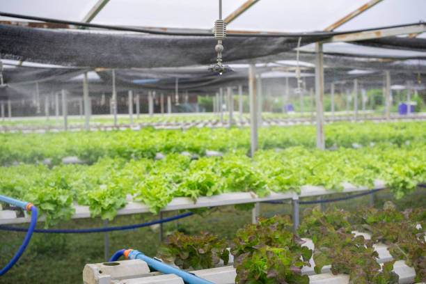 istock Organic vegetable plot There is a large area with a circulating water system that looks moist. 2083769724