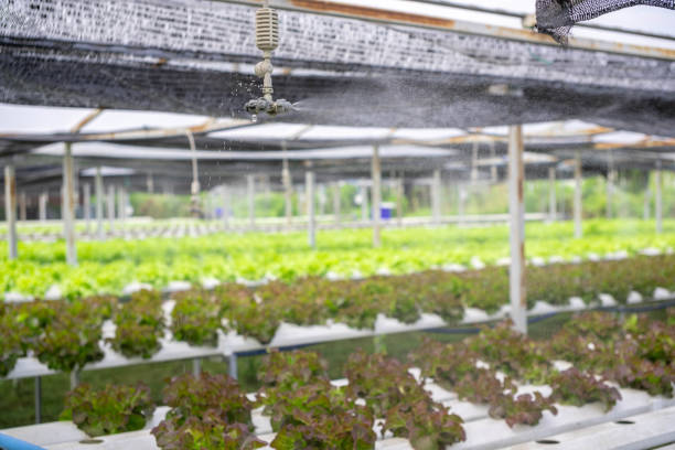 istock Organic vegetable farming with a circulating water system and constant hydration. 2083770236