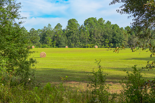 Nature's bounty: A picturesque landscape unfolds as rolls of hay adorn a lush green field, embodying the timeless allure of rural serenity.  #CountrysideCharm #HarvestSeason