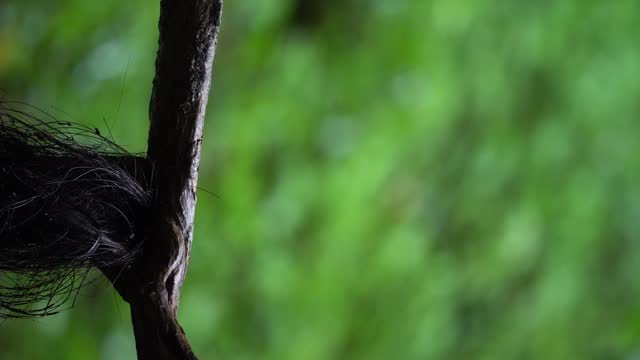 A Javan black-capped babbler bird stands calmly on a wooden branch. Portrait orientation