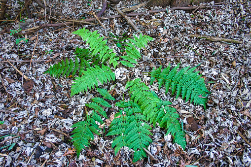 Green Fern\nShenandoah National Park