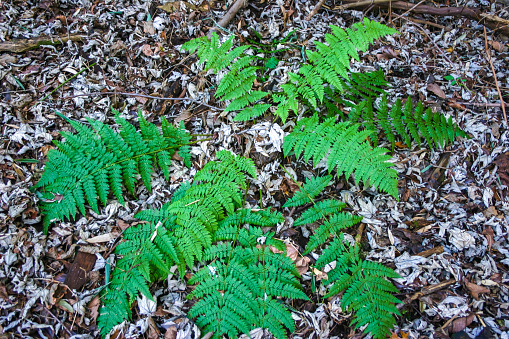 Beautiful green fern in the forest among the fallen leaves, New Jersey, USA