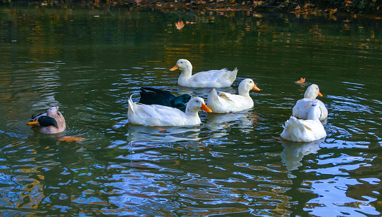 Different breeds of ducks swim in the lake in the Pete Sensi Park, NJ, USA