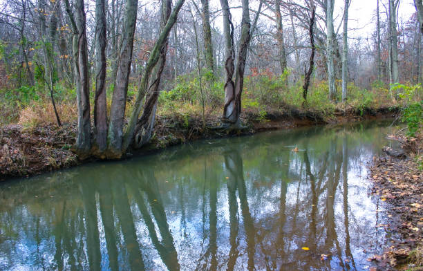 istock Autumn forest in a public park, old trees growing along a small river falling into the water, NJ 2083803571