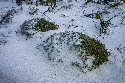 Salt-tolerant and drought-tolerant vegetation sprinkled with sand on sand dunes along the Atlantic coast in Island Beach State Park, NJ
