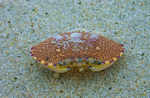 marine crab  on a background of sand
