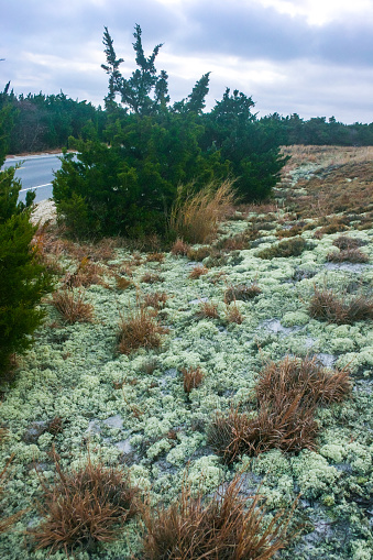 Lichens and Salt-tolerant and drought-tolerant vegetation sprinkled with sand on sand dunes along the Atlantic coast in Island Beach State Park, NJ