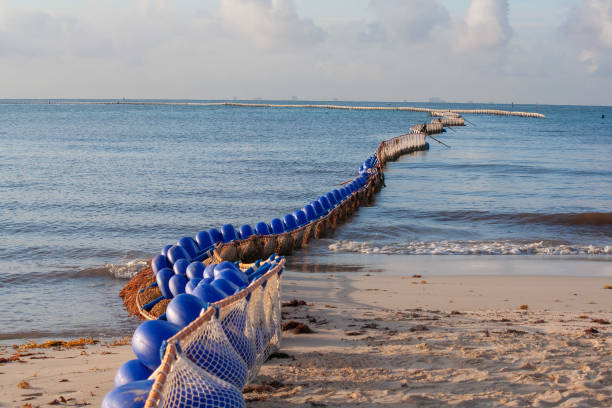 Bariera z wodorostów chroniąca linię brzegową – zdjęcie