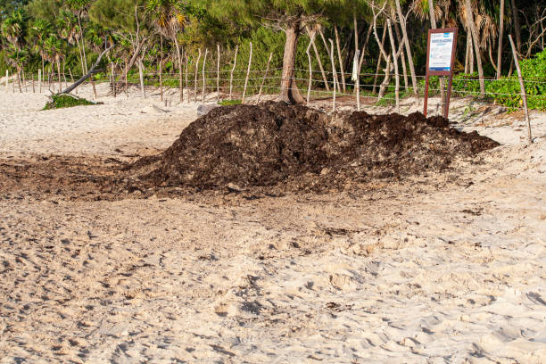 Duże nagromadzenie wodorostów na plaży – zdjęcie
