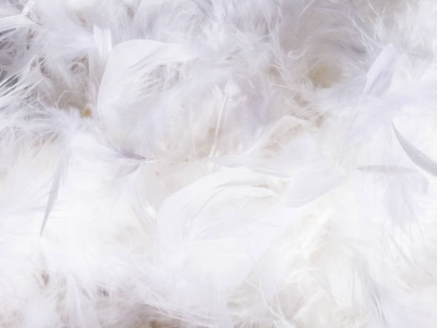 istock Real natural white Feathers  with beautiful fluffy furs, soft light and smooth texture background. 2083824552