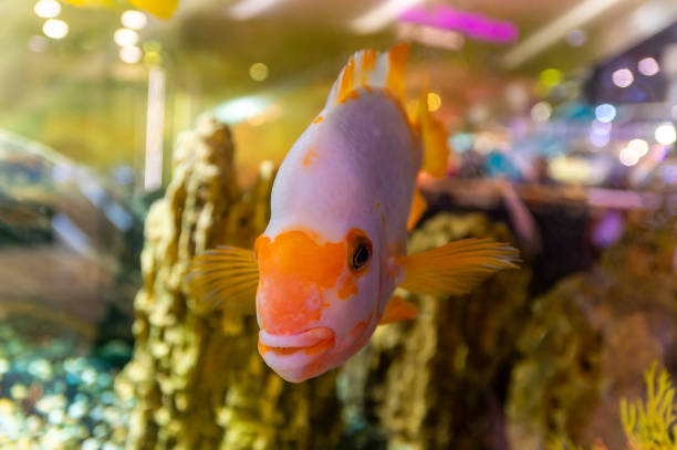 A captivating stock image featuring multicolored glow fish swimming gracefully inside a beautifully designed aquascape aquarium. The scene showcases vibrant aquatic plants, soft lighting, and shimmering reflections that highlight the fishes’ radiant colors. Perfect for themes related to aquascaping, underwater wildlife, pet care, aquarium hobbies, and nature visuals. Ideal for blogs, ads, educational materials, and digital marketing needing eye-catching aquatic imagery.