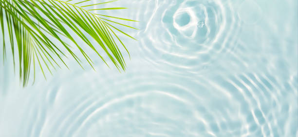 istock green palm leaf isolated on transparent blue rippled water surface, fresh nature scene background for body care and beauty or summer vacation 2083834732