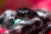 Close Up View of Jumping Spider Eyes