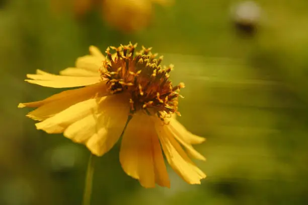 Stiff Greenthread closeup in bloom during Texas spring, motion blur background