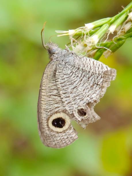 istock Defocused view of a butterfly perching on a tree in the garden 2083871257