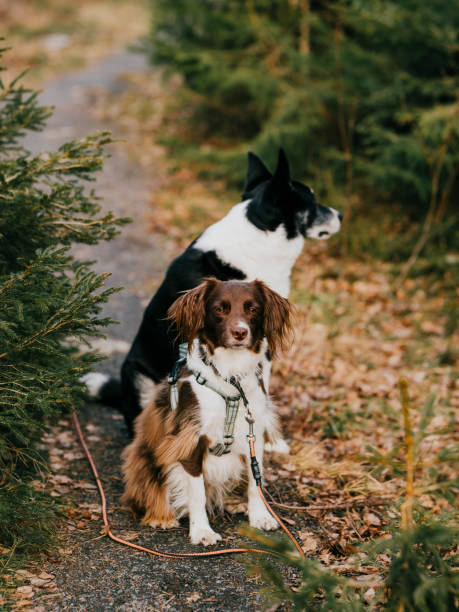 istock Two cute mixed breed dogs outdoors in nature forest posing for the camera 2083881349