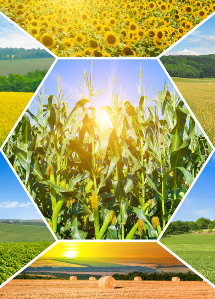 istock Agricultural fields and blue sky. collage. Vertical photo 2083882686