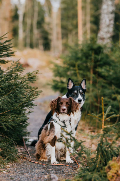 istock Two cute mixed breed dogs outdoors in nature forest posing for the camera 2083882910