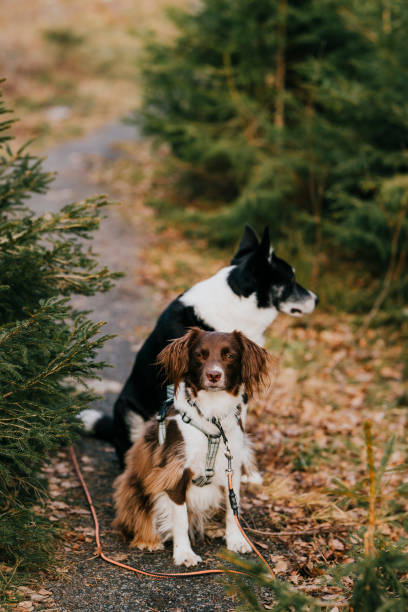 istock Two cute mixed breed dogs outdoors in nature forest posing for the camera 2083883472