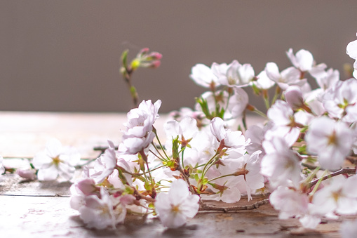 Cherry blossom on a wooden table.