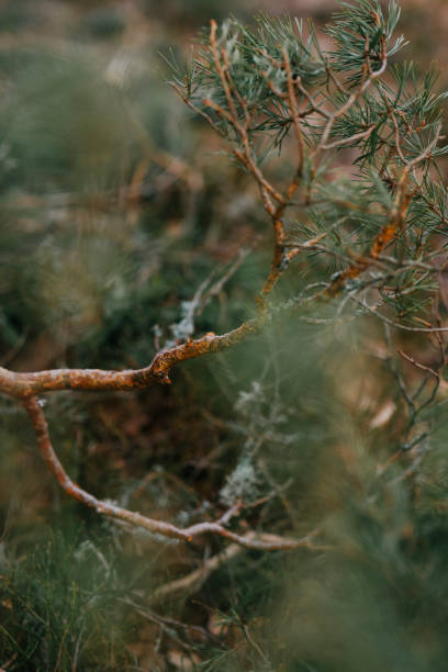 Forest fallen tree and branch of pine tree