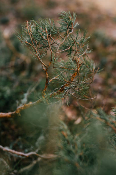 istock Forest fallen tree and branch of pine tree 2083892935