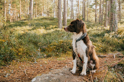 Cute springer spaniel mix dog outdoors in nature forest in long leash\nPhoto taken in forest during early spring