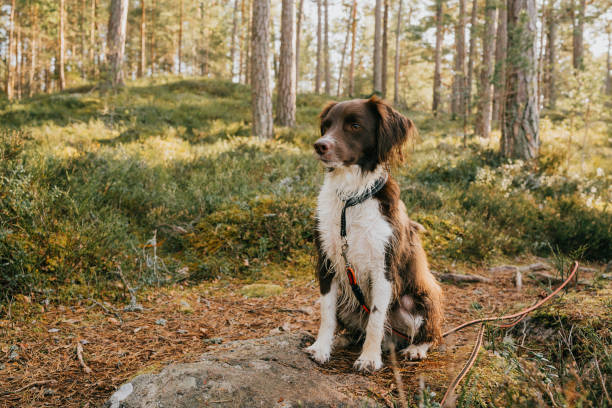 Cute springer spaniel mix dog outdoors in nature forest in long leashPhoto taken in forest during early spring