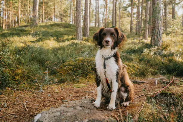 Lindo perro de mezcla springer spaniel al aire libre en el bosque natural con correa larga y arnés Lindo perro de mezcla springer spaniel al aire libre en el bosque natural con correa larga y arnés