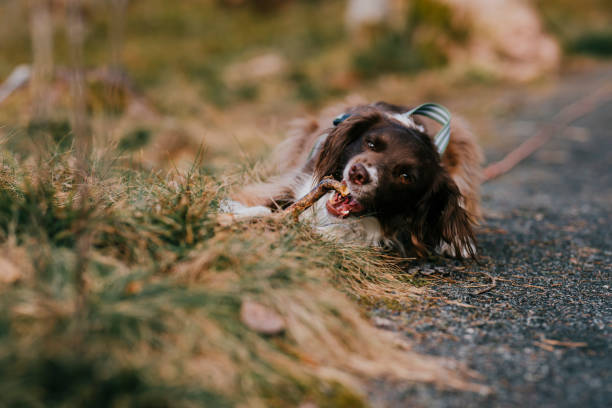 Cute springer spaniel mix dog outdoors in nature forest  chewing a stick\nPhoto taken in forest during early spring