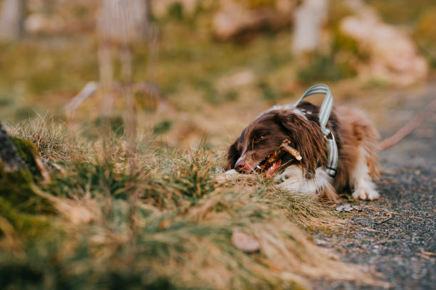 Cute springer spaniel mix dog outdoors in nature forest  chewing a stickPhoto taken in forest during early spring