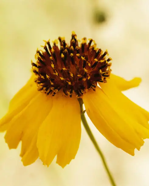 Stiff green thread perennial flower closeup with yellow petals against a blurred background in vertical view.