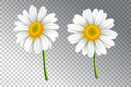 3D realistic vector daisy flower on a transparent background. Chamomile illustration.