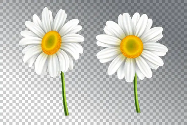 Vector illustration of 3D realistic vector daisy flower on a transparent background. Chamomile illustration.