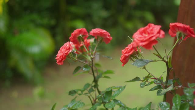 Red Roses Closeup in a Rainy Day with Drops Falling on the Background