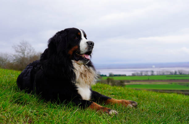 The dog is lying on the field of green grass