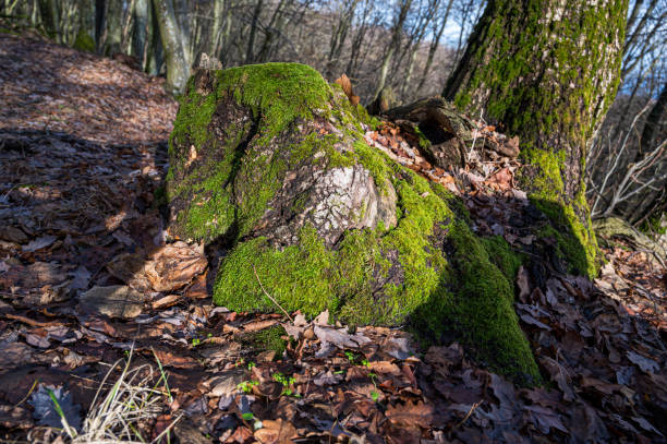 istock Stone covered with moss in the autumn forest. 2083942453
