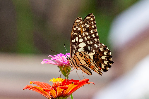 Butterfly on a flower in a garden in the summer.