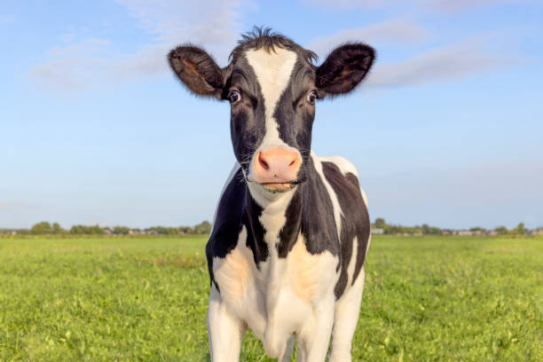 istock Young cow surprised in green field, looking in front, and a blue sky 2083953047