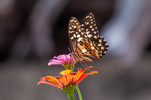 Butterfly on a flower in a garden in the summer.