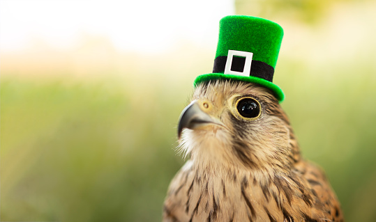 Falcon in green leprechaun hat with copy space.